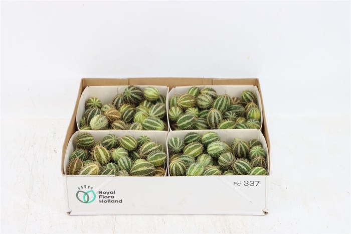 <h4>Sier Cucumis Mirio X4</h4>