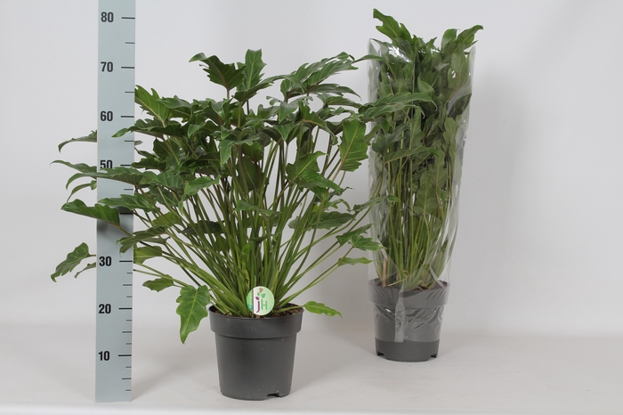 <h4>PHIL XANADU</h4>