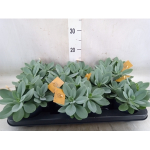 Senecio cephal. 'Mountain Fire'