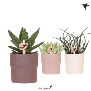 Kolibri Greens Succulenten mix in Rustic pot sand mix