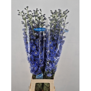 DELPH DU KISSI OCEAN BLUE
