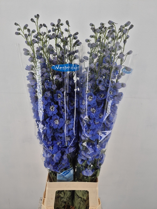 <h4>DELPH DU KISSI OCEAN BLUE</h4>
