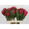 Protea Brenda