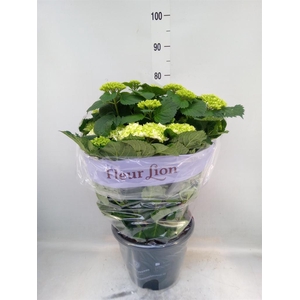 Hydrangea mac. 'Schneeball'