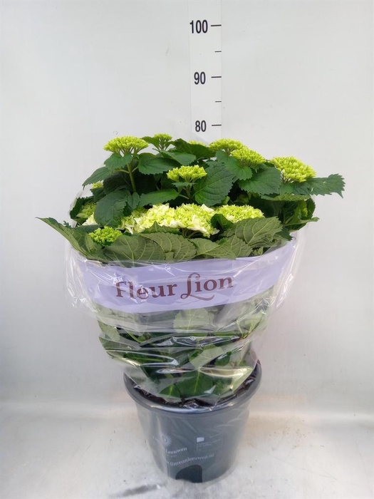 <h4>Hydrangea mac. 'Schneeball'</h4>
