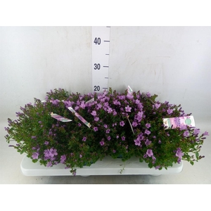 Campanula  'Ambella Pink'