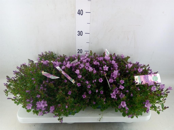 <h4>Campanula  'Ambella Pink'</h4>