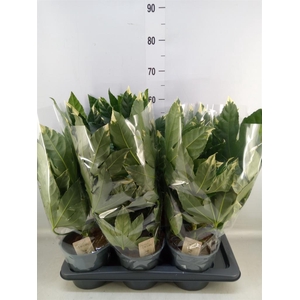 Fatsia japonica 'Variegata'