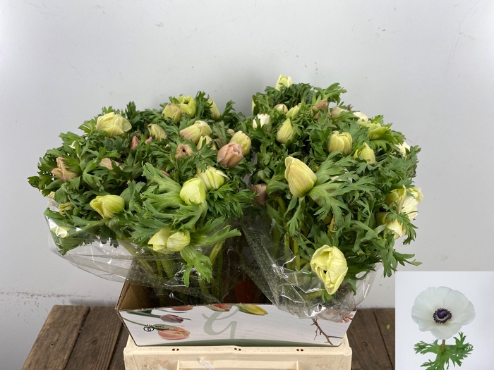 <h4>ANEM CO MAR WHITE</h4>