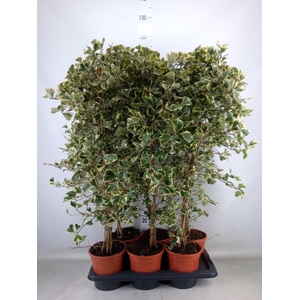 Ficus triangularis 'Sweetheart'