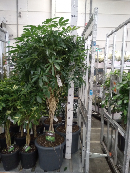 <h4>Schefflera arbor. 'Compacta'</h4>