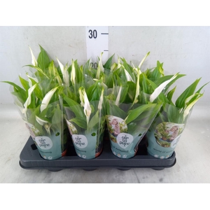 Spathiphyllum  'Pearl Cupido'