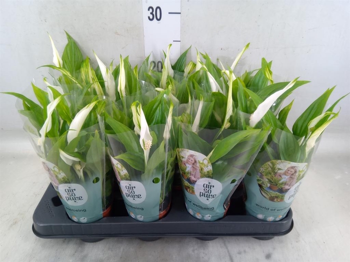 <h4>Spathiphyllum  'Pearl Cupido'</h4>