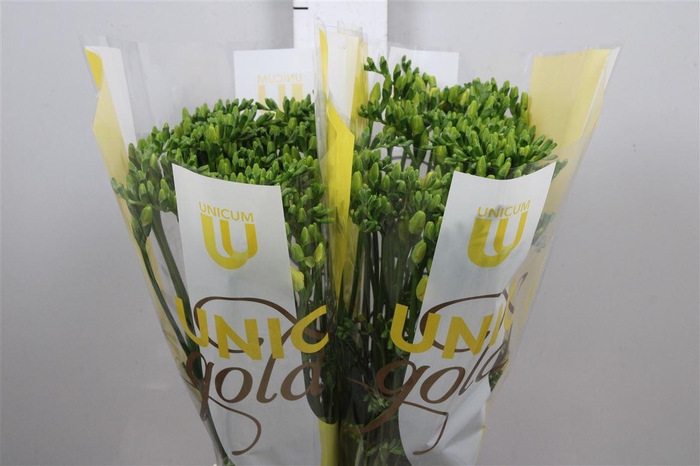 <h4>Fr En Serrada</h4>