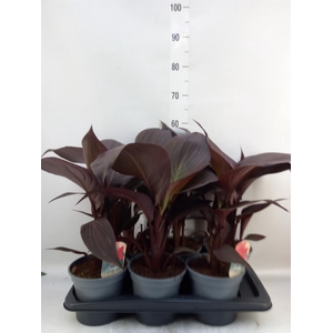 Canna  'Cannova'   ...mix
