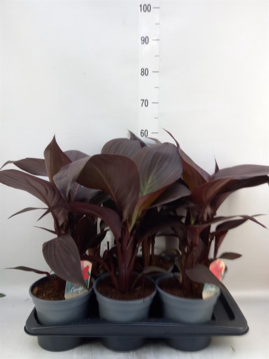 <h4>Canna  'Cannova'   ...mix</h4>