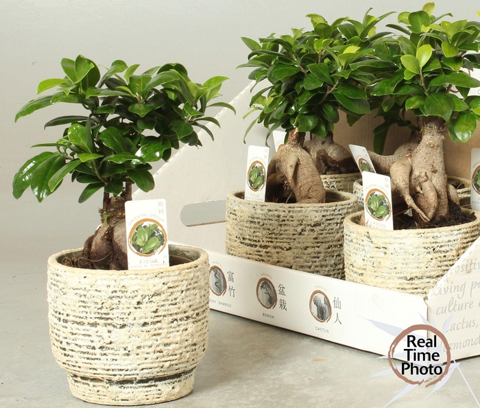 <h4>FIC MI GINSENG</h4>