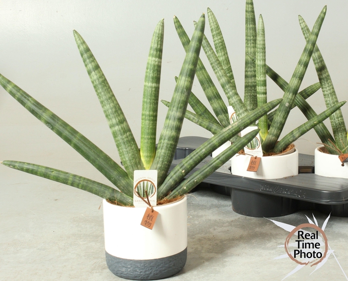 <h4>Sansev Cy Handshake</h4>