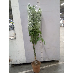 Pachira aquatica