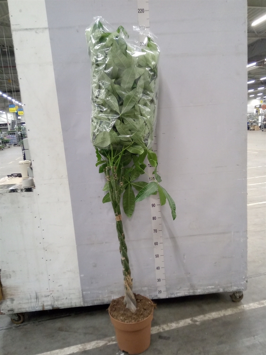 <h4>Pachira aquatica</h4>