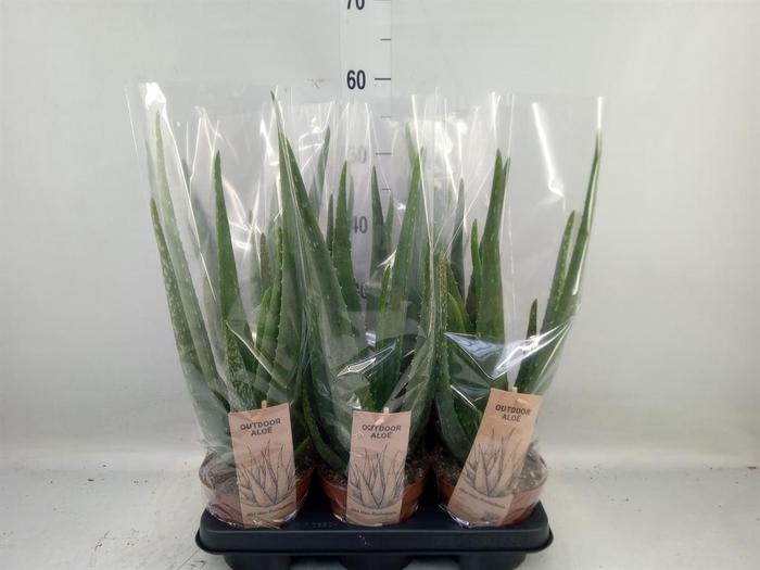 <h4>Aloe vera</h4>