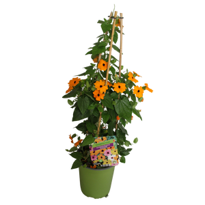 Pyramide 19cm Thunbergia Orange