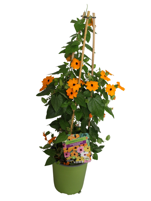 <h4>Pyramide 19cm Thunbergia Orange</h4>