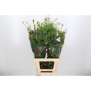 Tagetes