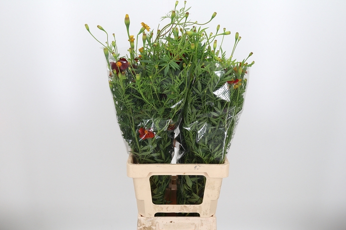 <h4>Tagetes</h4>