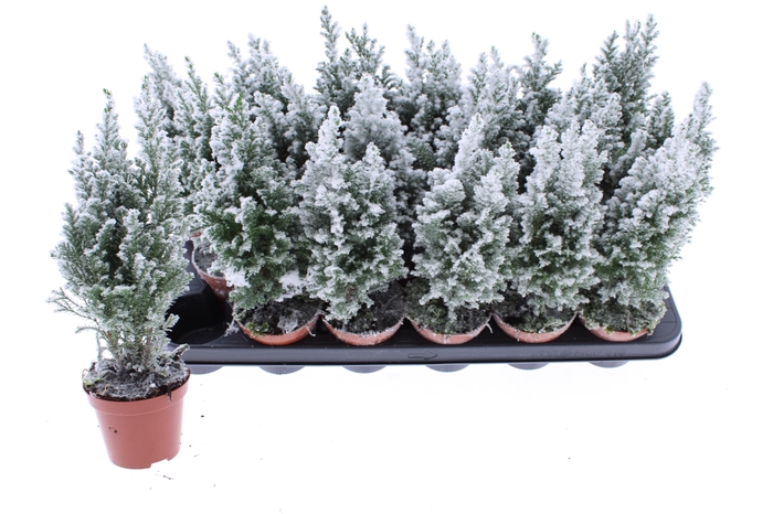 <h4>CHAM L ELLWOODII</h4>