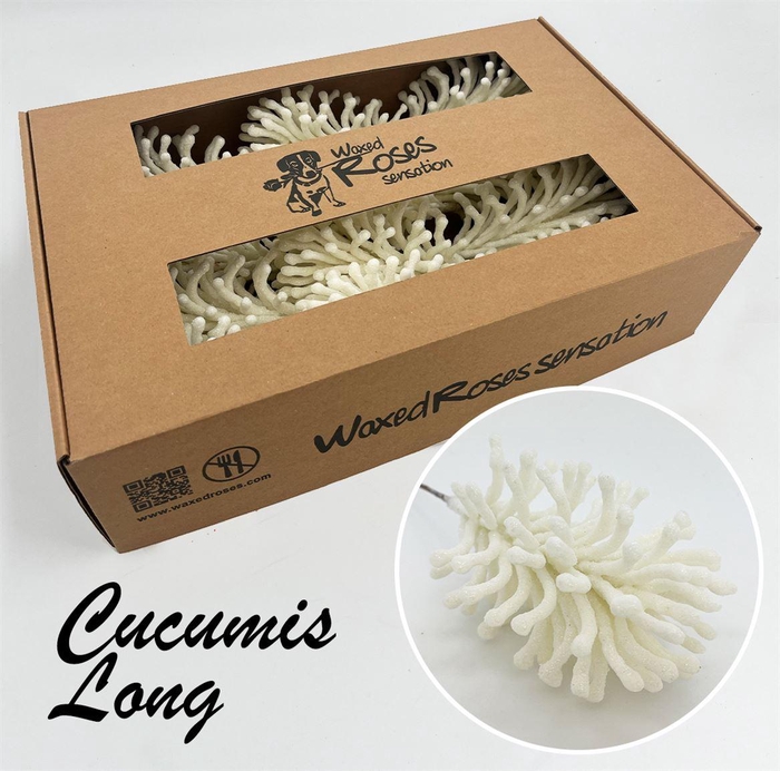 <h4>Zijde Cucumis Lang Icy Wit Wx</h4>