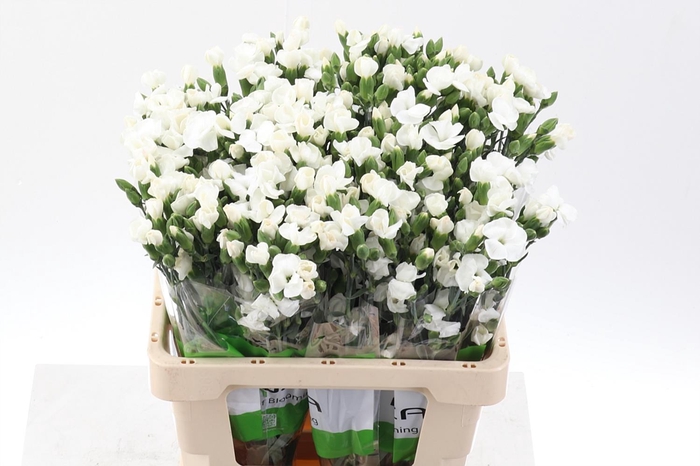 <h4>Di Tr Solomio Ard x20</h4>