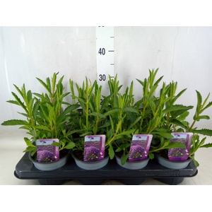 Verbena bonariensis