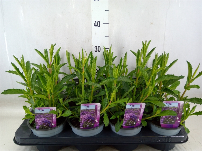 <h4>Verbena bonariensis</h4>