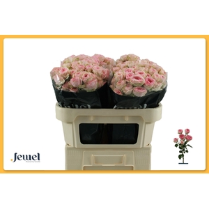 ROSA TR 'YVETTE'