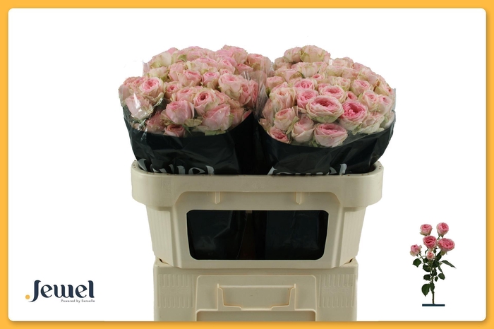 <h4>ROSA TR 'YVETTE'</h4>