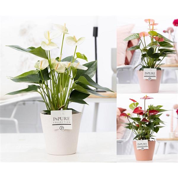 <h4>Anthurium mix in P&PURE Ruby cer. ass.3</h4>
