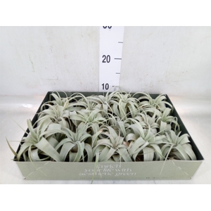 Tillandsia xerographica