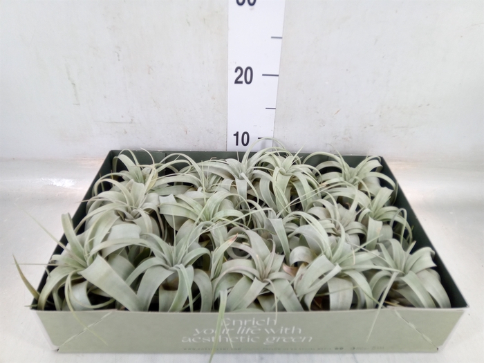 <h4>Tillandsia xerographica</h4>