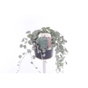 Dichondra argentea Silver Falls