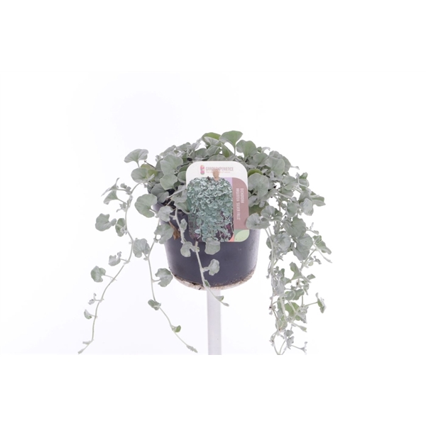 <h4>Dichondra argentea Silver Falls</h4>