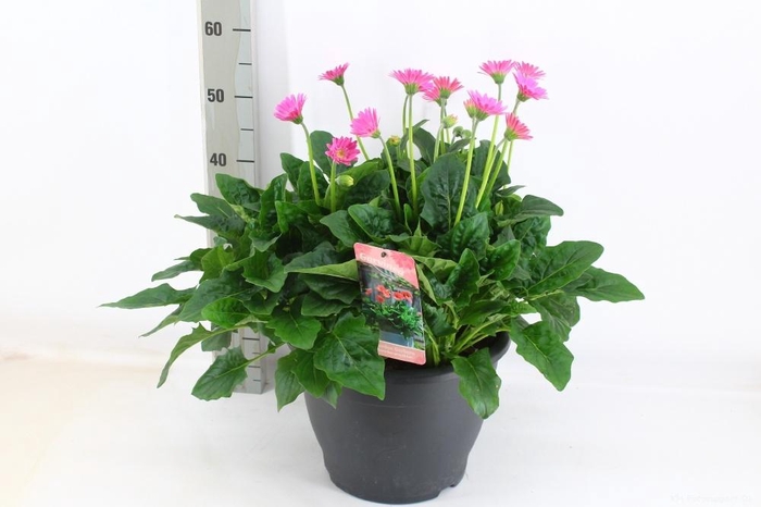 <h4>GERB GARVIN GEM</h4>