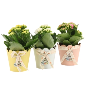 4501121: Solutionss Easter