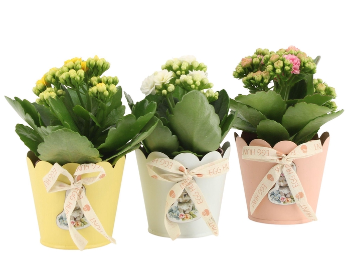 <h4>4501121: Solutionss Easter</h4>