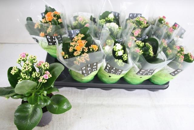 <h4>KAL GE GEM 4 KL</h4>