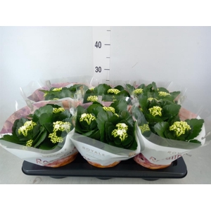 Kalanchoe blos. 'RosDon Dione'