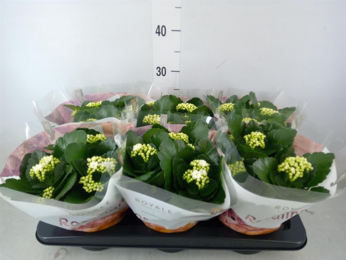 <h4>Kalanchoe blos. 'RosDon Dione'</h4>