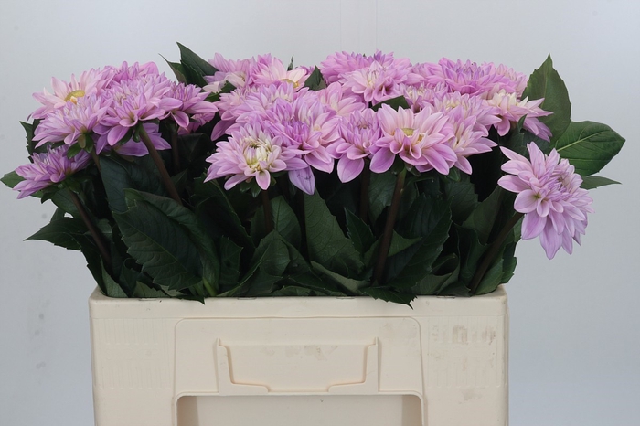 <h4>Dahlia Sweet Suprise</h4>