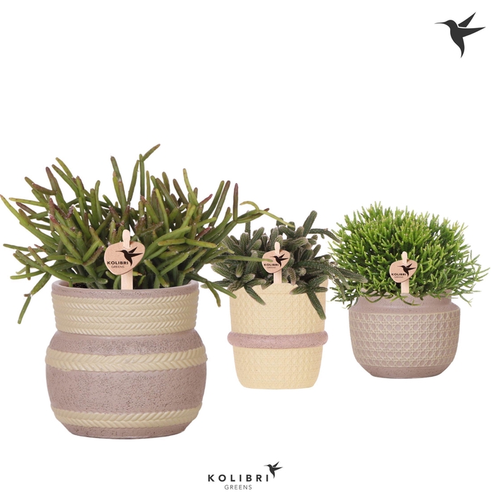 <h4>Kolibri Greens Rhipsalis mix in Ethnic pot khaki mix</h4>