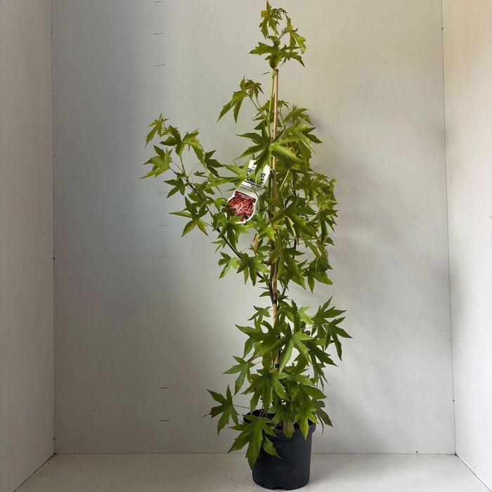 <h4>Liquidambar Worplesdon</h4>
